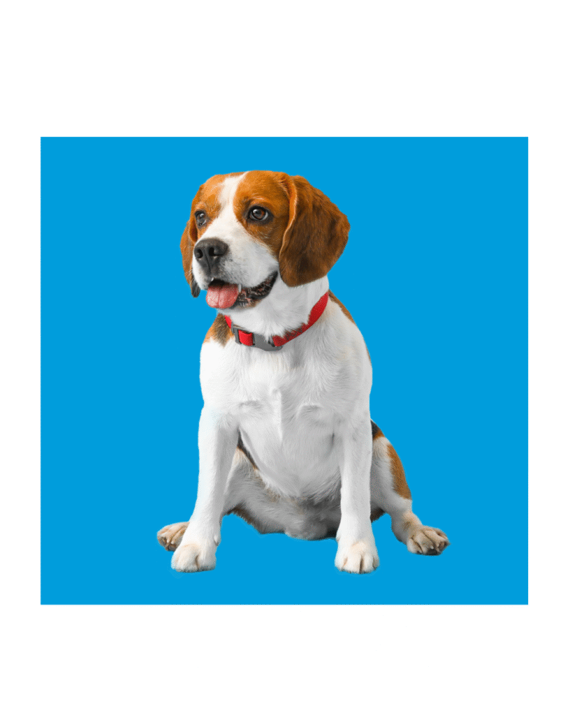 weight control & joint care