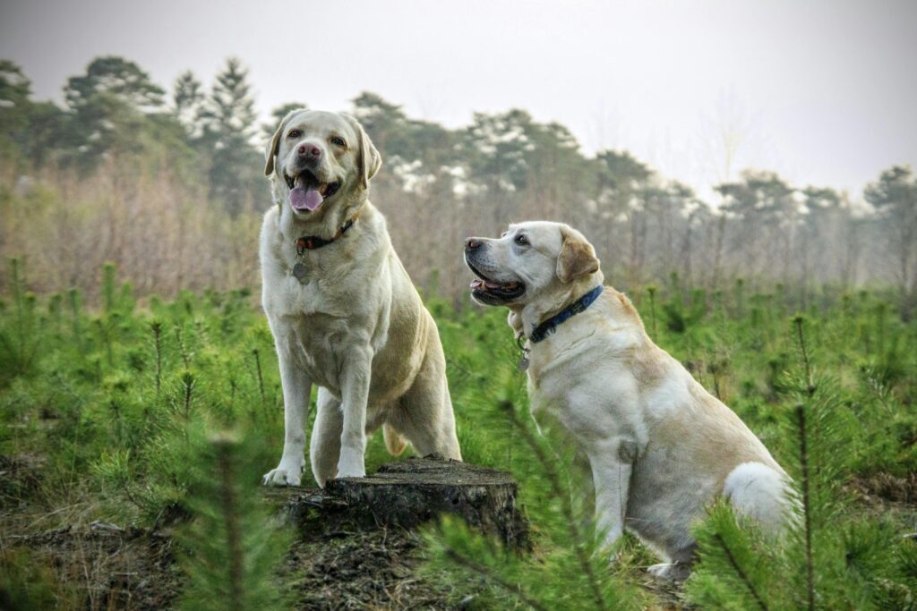Two Labrador Retrievers enjoying a walk in a lush green forest, showcasing nature's beauty.